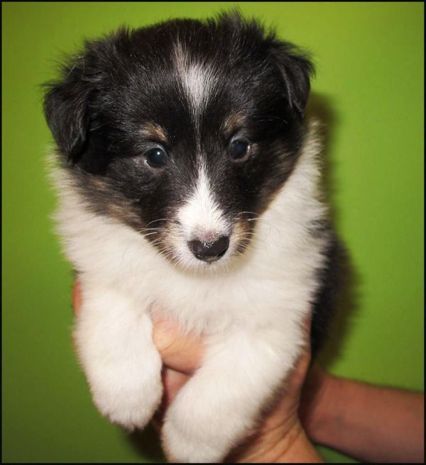 Availiable sheltie female