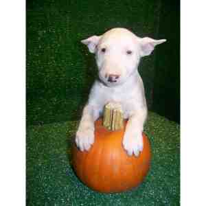 miniature bull terrier puppies 