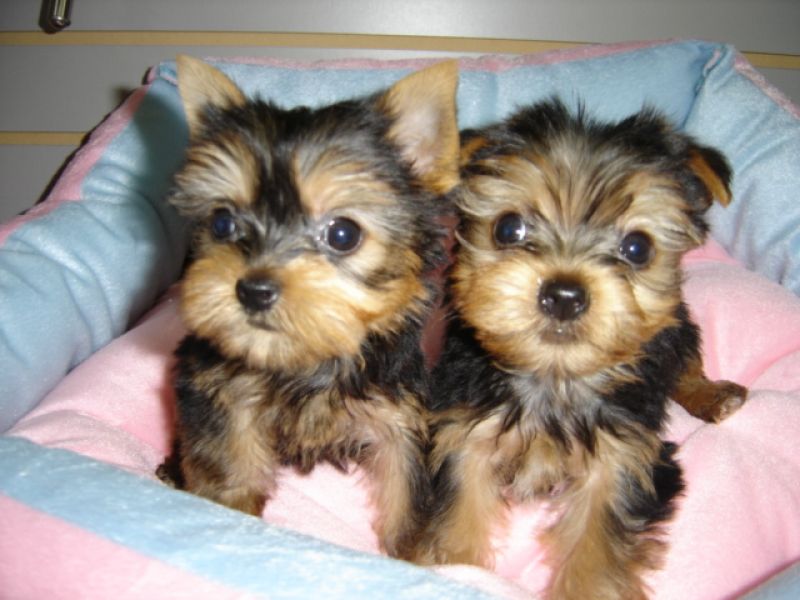 Tiny cute Yorkie Puppy