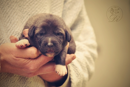 Anatolian Shepherd Dog - Kangal