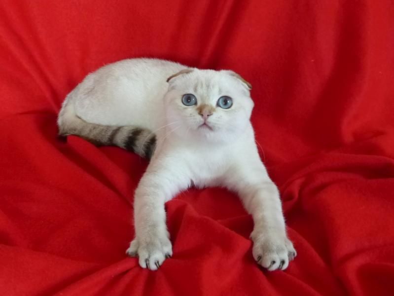 Scottish fold with pedigree