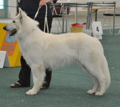 White Swiss Shepherd Dog purebred puppies FCI