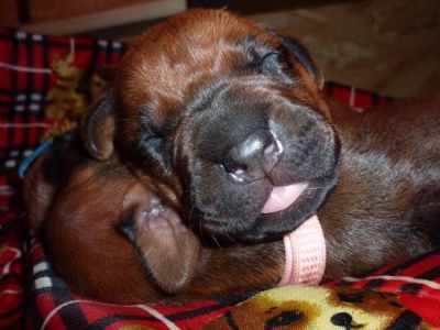 Dog Kennel Ashabirra - MTO offers Rhodesian Ridgeback puppies with pedigree