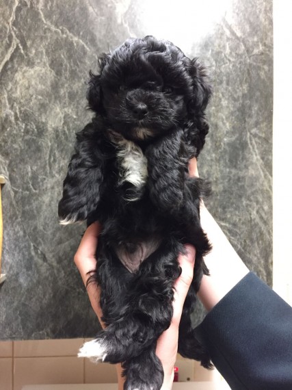 MALTIPOO Pups Carrying brown and black.