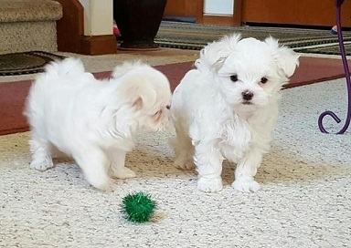 Ice White Maltese Puppies