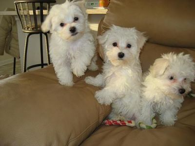 cute teacup maltese for sale