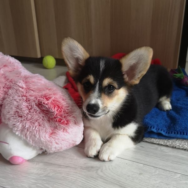 Healthy Pembroke Welsh Corgi for adoption 