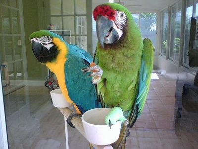 Blue and Gold Macaw 2 year old Male and female