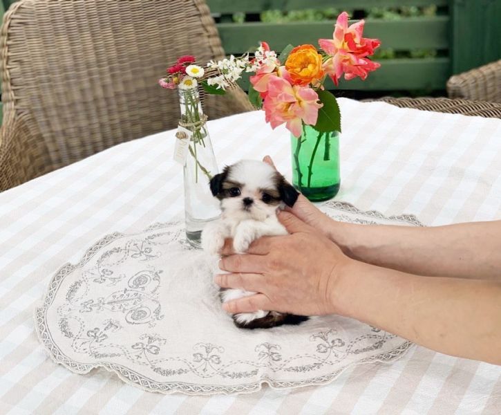 Teacupshihtzupuppiesavailable for adoption