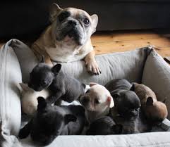 French bulldog puppies available