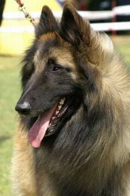 Belgian Shepherd Dog (Tervuren) Puppies, DE PALIARO