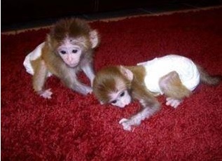 Pygmy marmoset Capuchin monkeys for sale