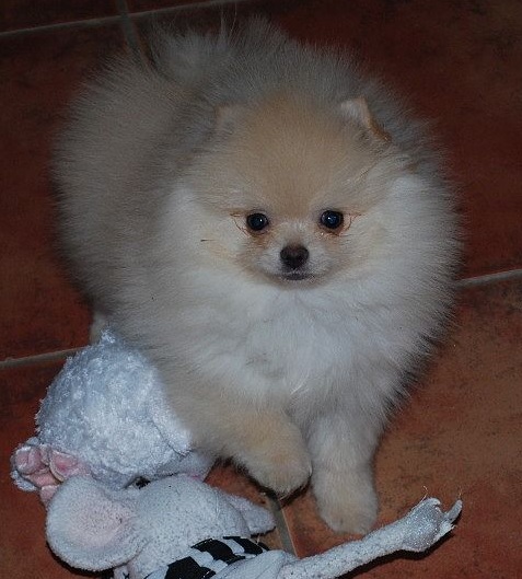 Pomeranian - TEACUP - pedigree IHR