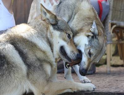 Czechoslovakian Wolfdog puppies with pedigree