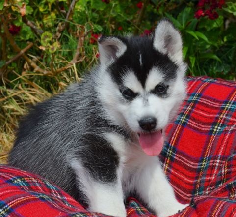 Siberian Husky for sale