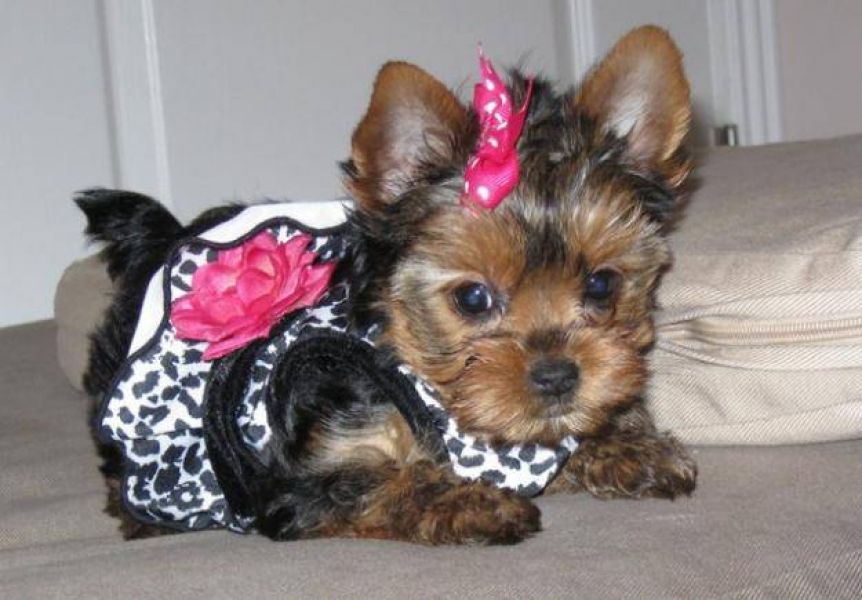  ~~~AKC Yorkie Puppies~~~Yorkshire Terrier~~~