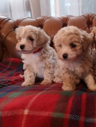 Adorable Maltipoo Puppies For Sale
