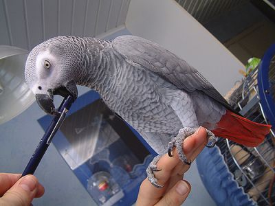 Pair and single Talking African Grey Parrots available