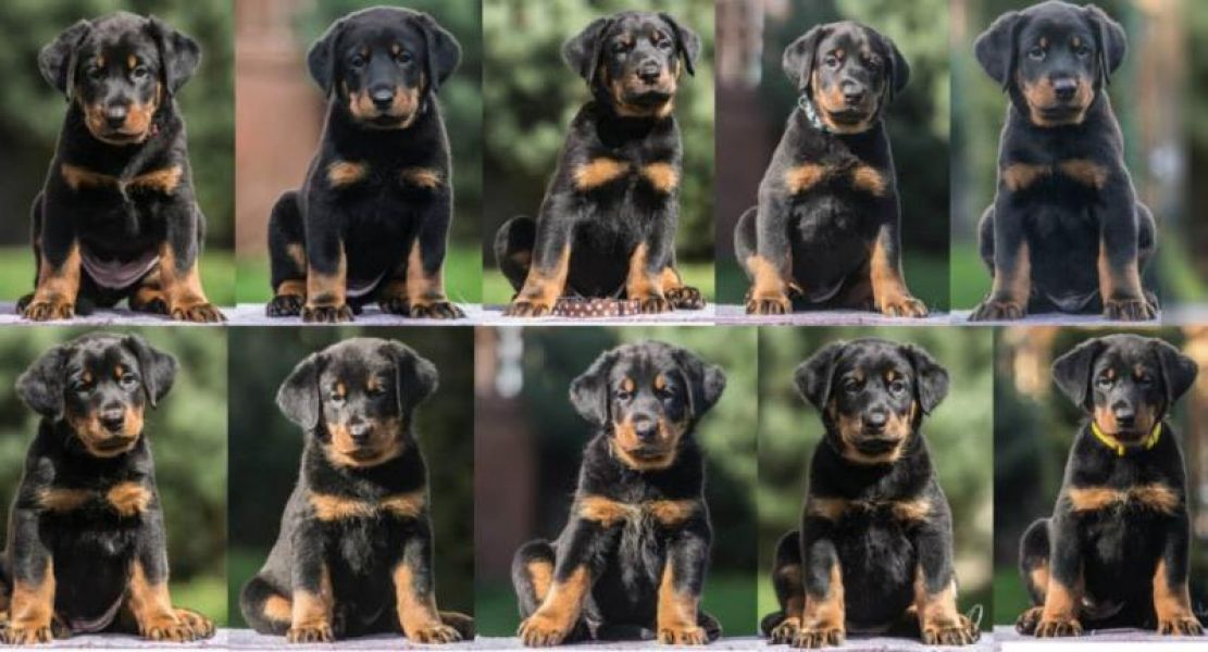 Beauceron (Berger de Beauce) – FCI registred