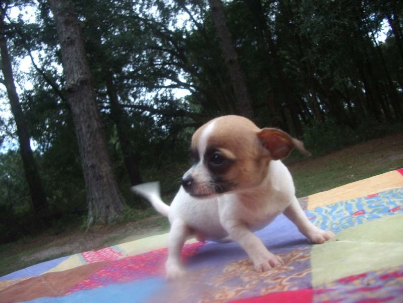 Super cute Grand Champion sired UKC chihuahua puppies 