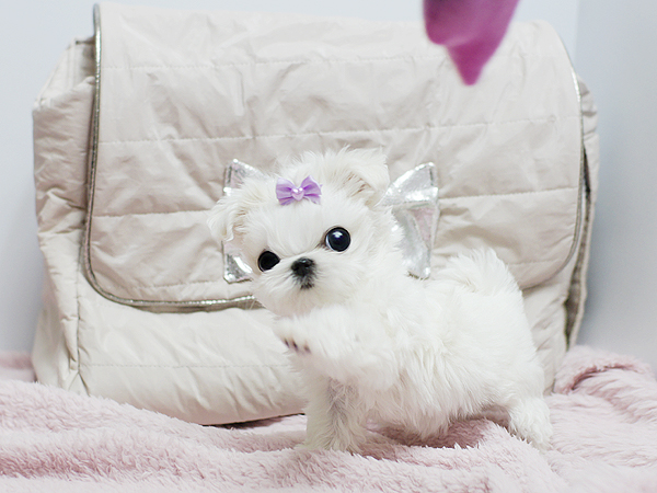 AMAZING  Microchip Tiny Teacup  Maltese  for sale