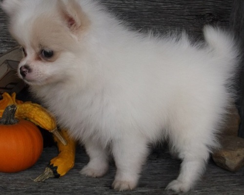 T.V, washing ^ KC registered Pomeranian & cup,food/water -0-11 weeks old Ready to Leave