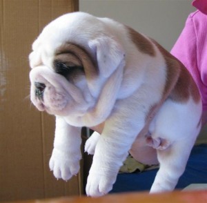 GORGEOUS AND CHARMING ENGLISH BULLDOG PUPPIES FOR FREE ADOPTION