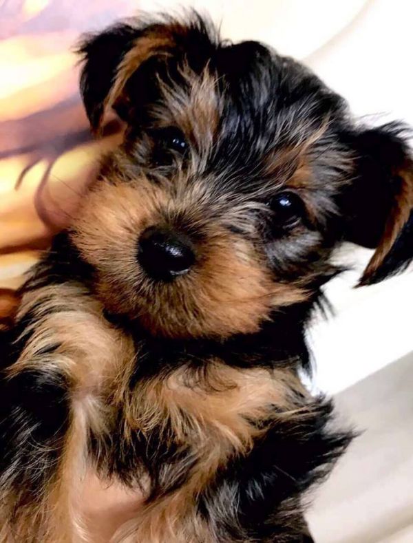 😋 Gorgeous Little yorkie puppies shots, dewormed & potty 