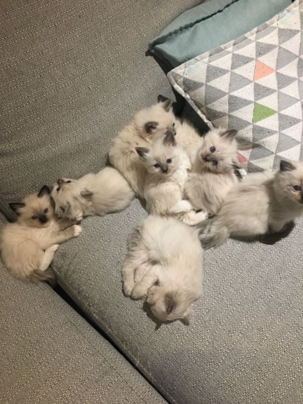  Ragdoll Kittens For Sale