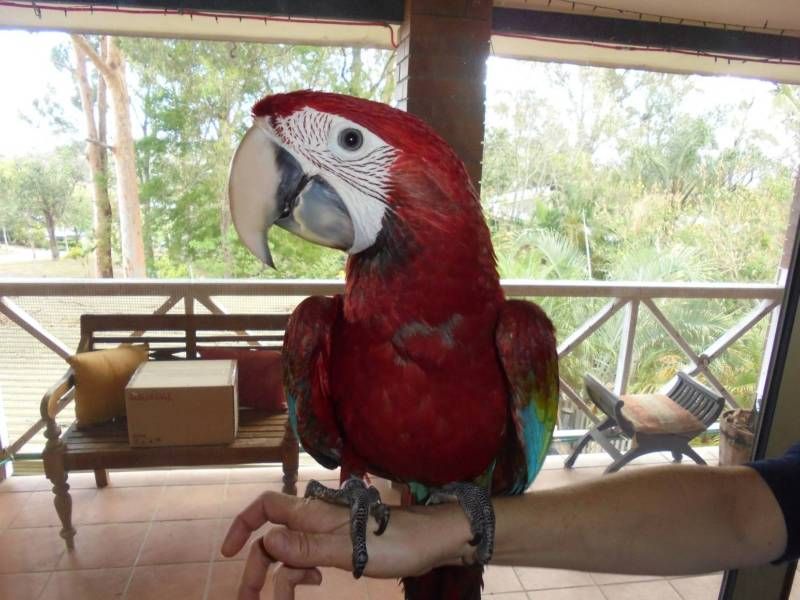 Female and Female Greenwinged Macaw parrots for sale