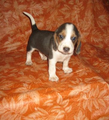 Playful Beagle Puppies For Adoption