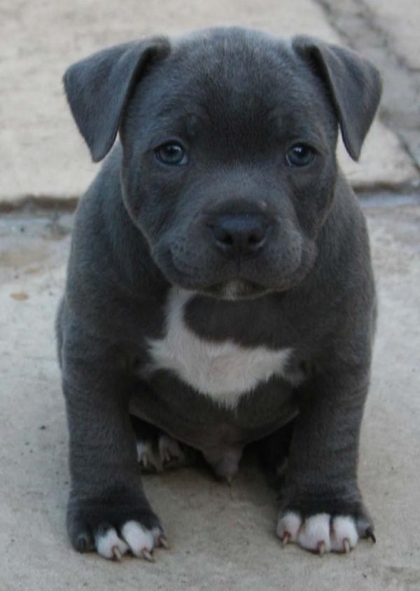 Little Bella Staffordshire Bull Terrier breed