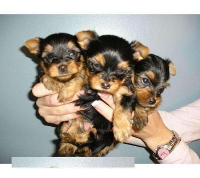 Two little male and female yorkies puppies