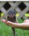 Adorable babies capuchins, squirrel and marmoset monkeys for good homes.