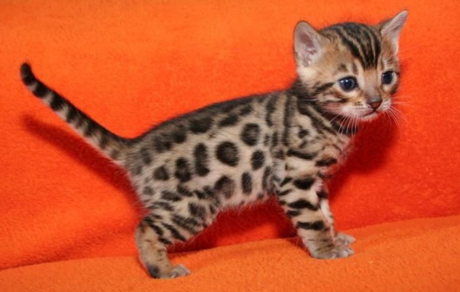 Beautiful  Bengal Kittens