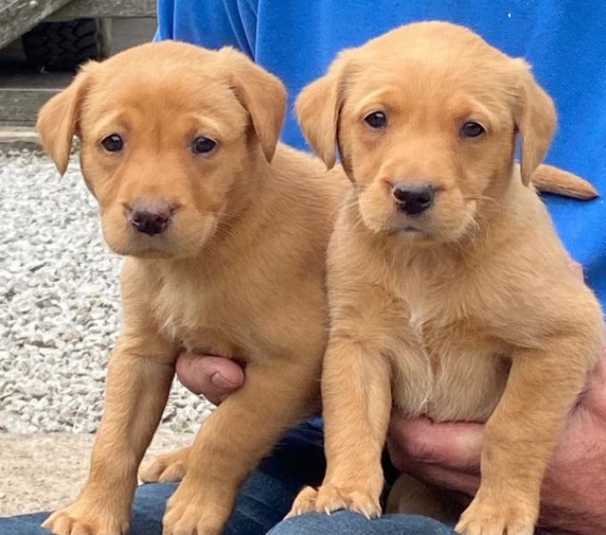 Loving  Labrador  ready for adoption.