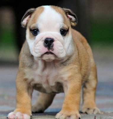 6 Week Urgent Adoption English bulldog puppy for adoption