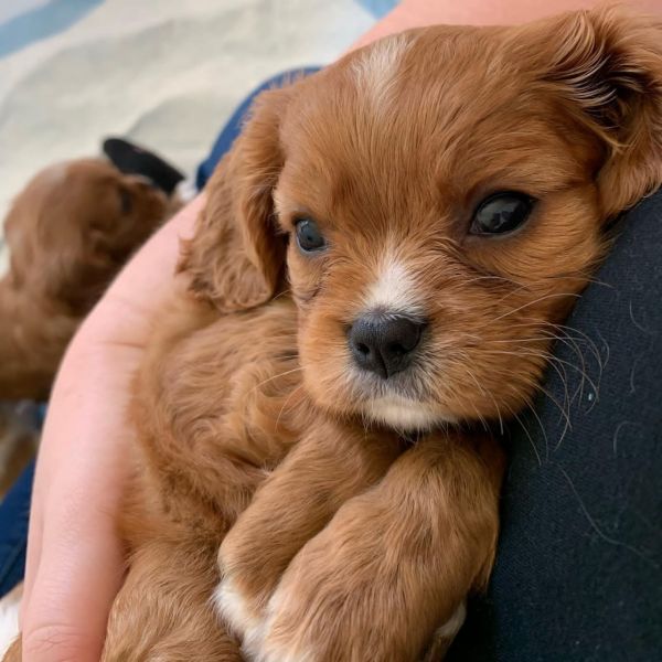 Cavalier king puppies 