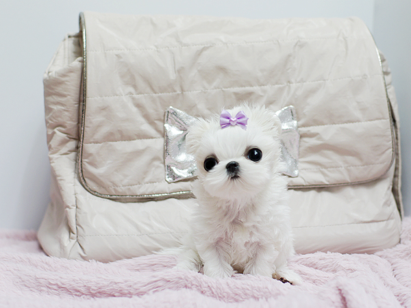 Microchip Tiny Teacup  Maltese  for sale