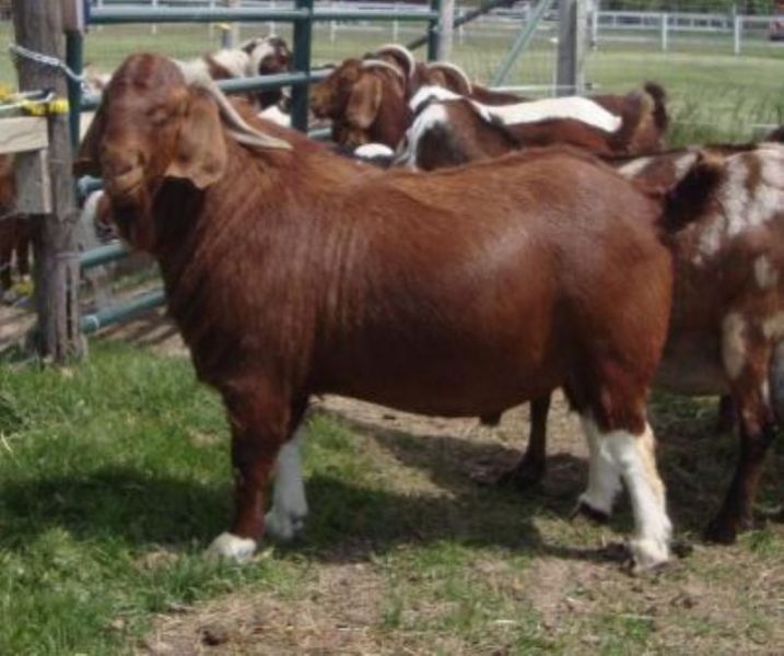 Boer goats for sale
