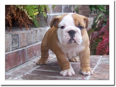 English bulldog puppies for sale