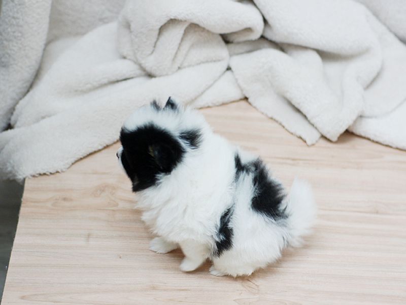 Teacup Pomeranian We have 3 males  and Females 