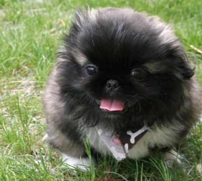 Kippernicus the Pekingese For Sale