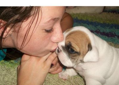 cute english bull dog puppy for free adoption