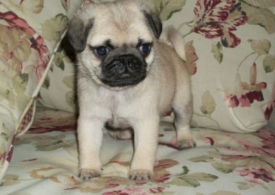 male and female Pug puppies 