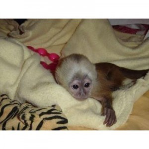 Cute and lovely royal capuchin monkey