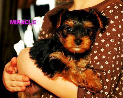Excellent cute teacup yorkie puppies available for free adoption