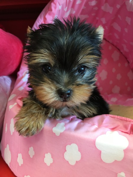 Cute Yorkie puppies still Available to Good Home..