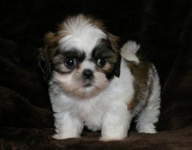 Playful Shih Tzu Puppies For Sale