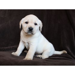 Outstanding Babies Golden Retriever Puppies